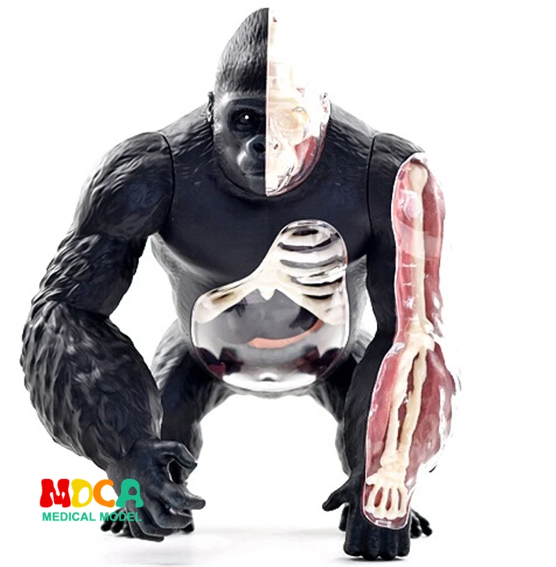 Silver back apes 4d master puzzle Assembling toy Animal Biology organ anatomical model medical teaching model