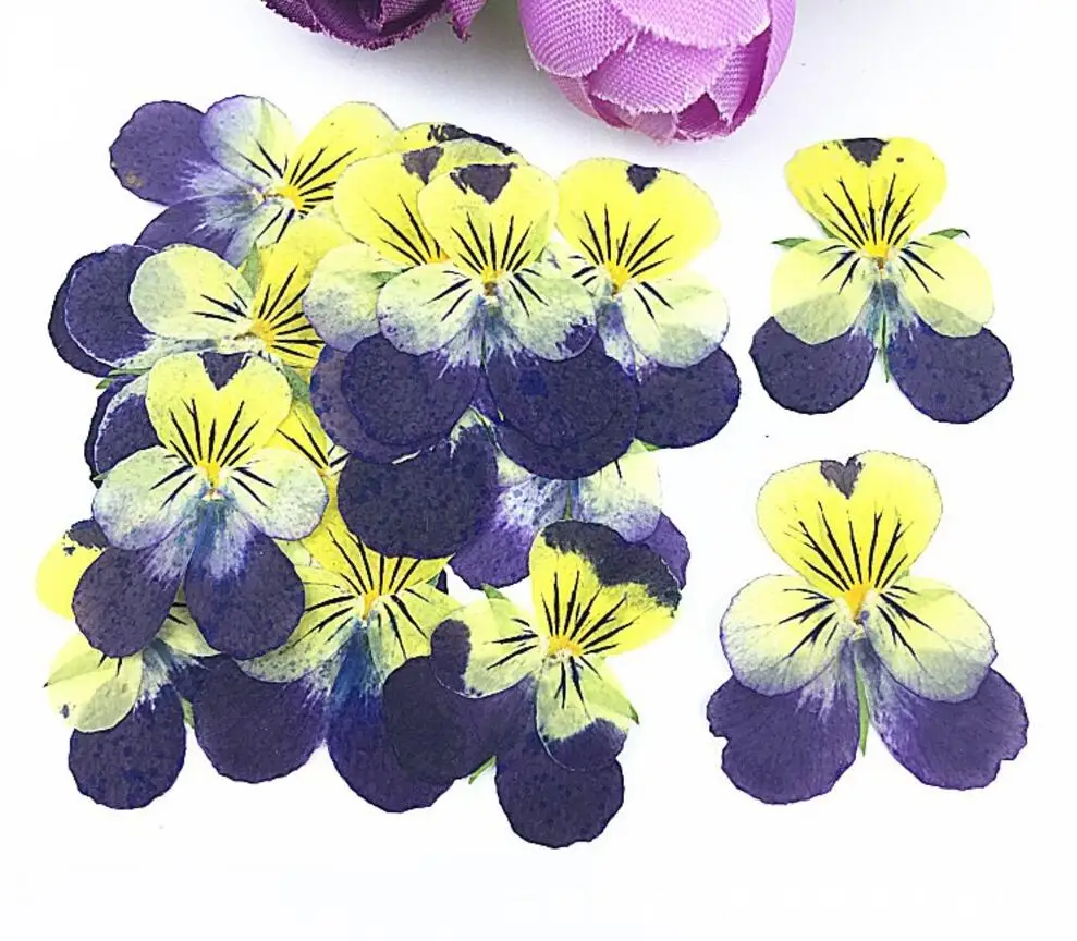 120pcs Pressed Dried Viola tricolor L. Pansy Flower Filler For Epoxy Resin Pendant Necklace Jewelry Making Craft DIY Accessories