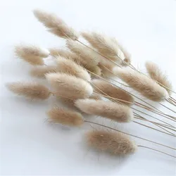 Natural Dried Flowers Lagurus Ovatus Rabbit Bunny Tail Grass Bunch Real Flower Bouquet Pampas Grass for Home Wedding Decoration