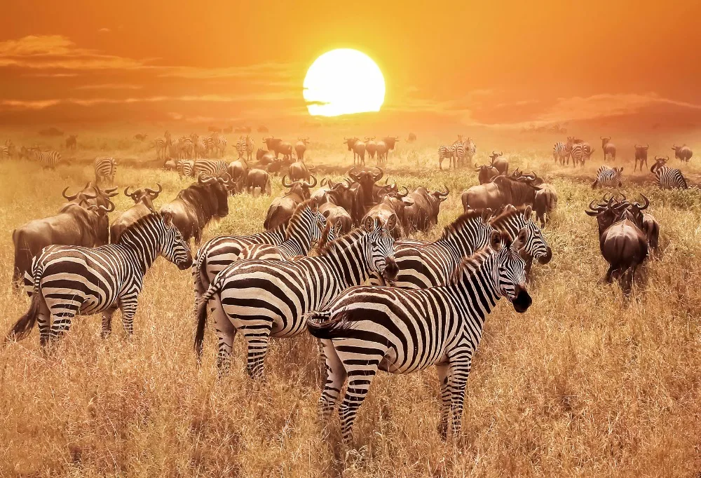 VinylBDS  Sunset Grassland Photography Background Zebra Naturism Children Photos Children Party Seamless Photo Backdrops