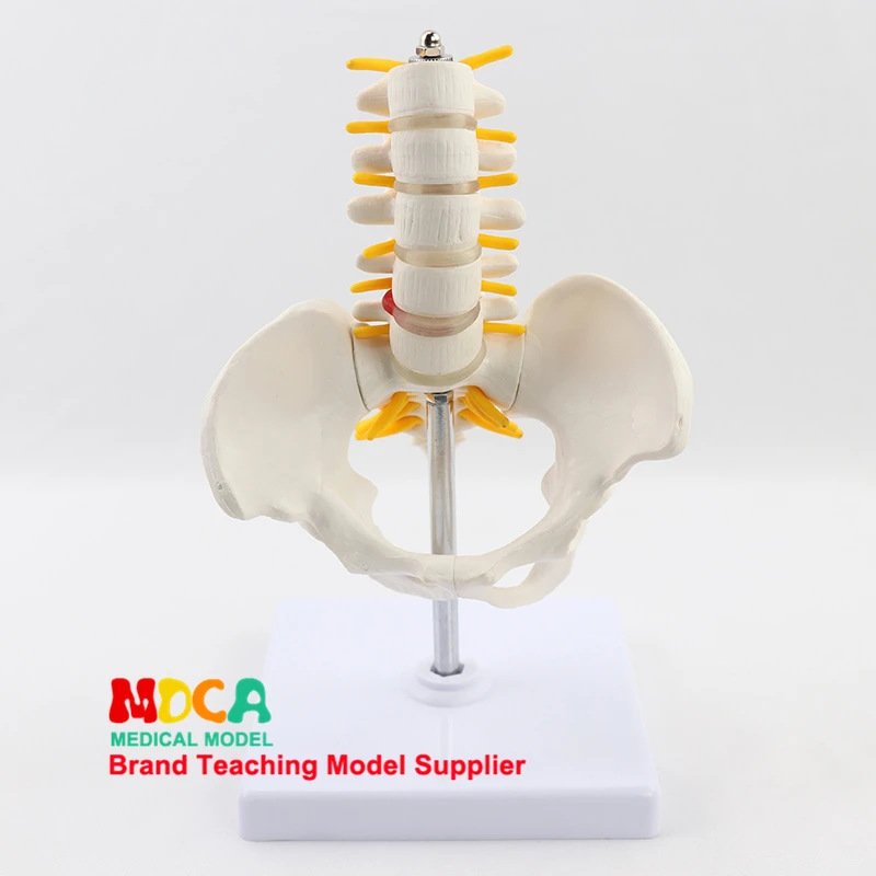 

Life size Pelvis Belt Five Lumbar Model Department Of Orthopedics Spinal Column Spine Model Medical Teaching Supplies Tool