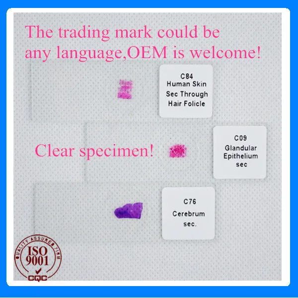 50 stks Allerlei Gemengde Voorbereid Slides Set