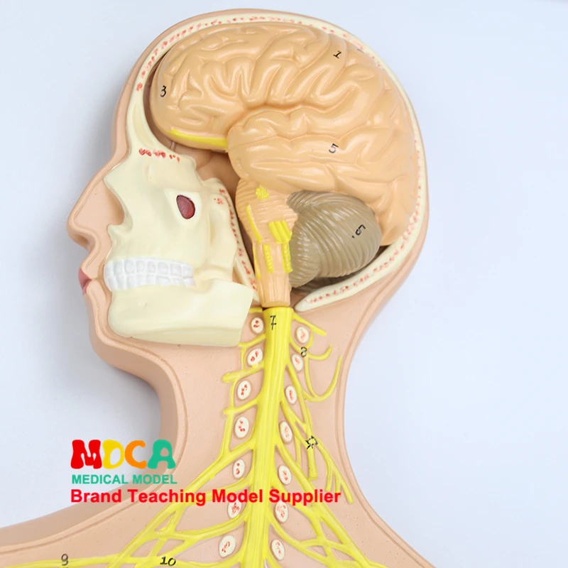 Medical Teaching Of Central Nervous System, Brain And Spinal Cord Neuroanatomy In Human Nervous System Anatomical Model