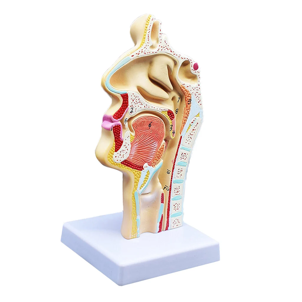 Modelo Médico de Anatomía de la garganta de la cavidad Nasal anatómica humana, 4,7 × 4,7 × 9,5 pulgadas