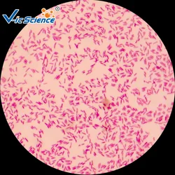 Medical Teaching 13 pcs Microorganisms  Slides  Set