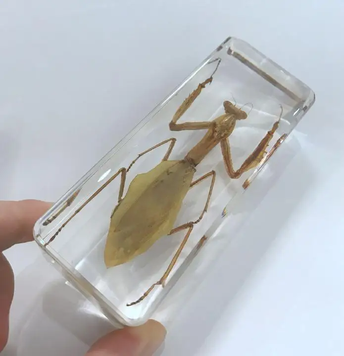 YQTDMY Vintage Praying Mantis Insect Specimen in Clear Lucite Paperweight Crafts