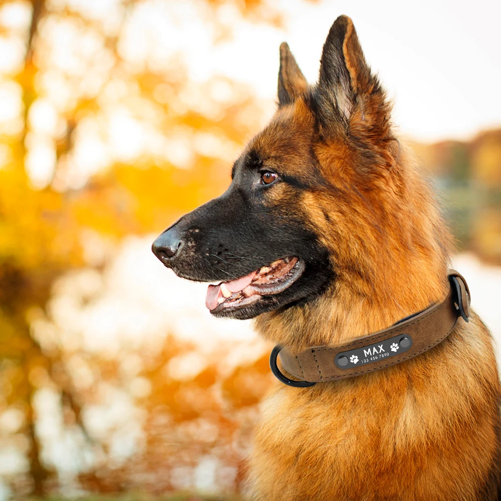 Personalisierte Hund Kragen Nach Leder Hund Halsbänder Innere Gepolsterte Pet ID Kragen Für Kleine Medium Große Hunde Pitbull Bulldog – Detail 11