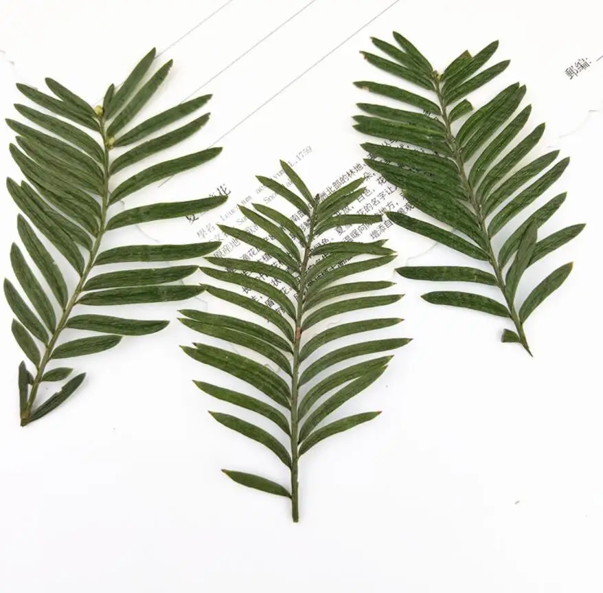 120pcs Pressed Dried Metasequoia glyptostroboides Leaf Plants Herbarium For Jewelry Making Face Makeup Postcard Frame Phone Case