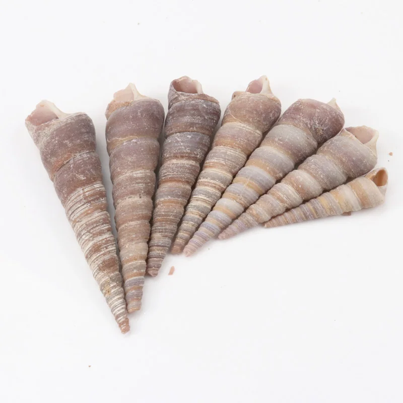 40-60mm Natural Spiral Shell no hole Beads for jewelry making DIY 20pcs TRS0046