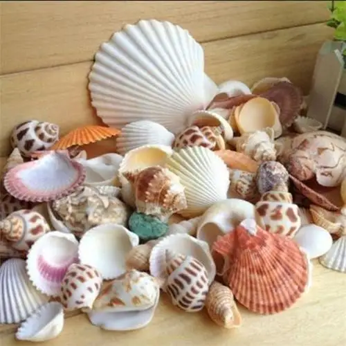 100g/bag Mixed Sea Beach Shells  Seashells Fish Tank Aquarium Landscape Decoration Aquarium Decor Photo  Props For DIY Crafts