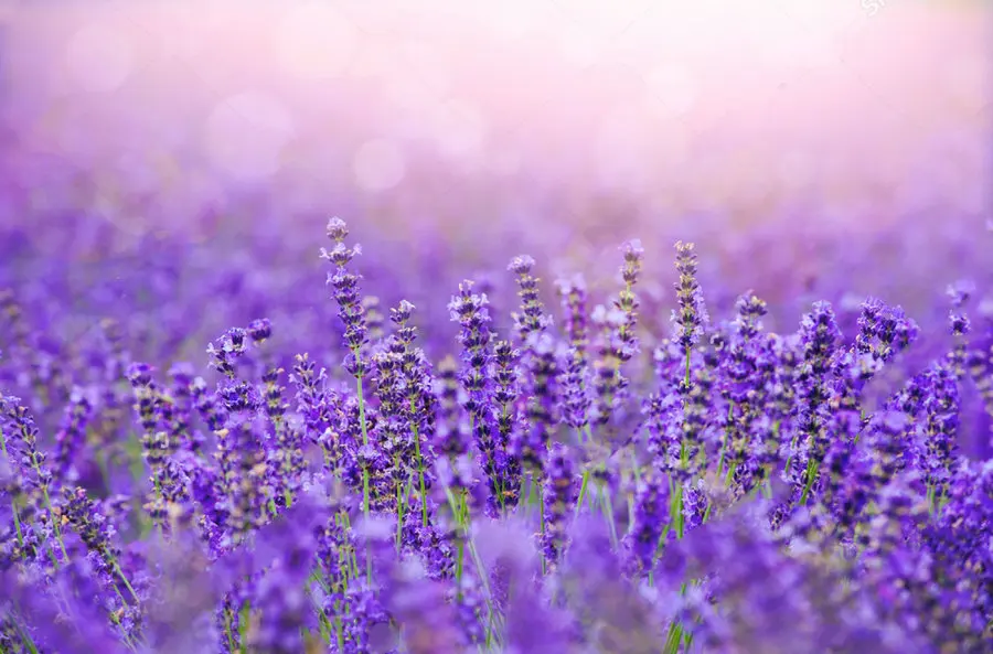 Sunset Lavender Field backdrop Vinyl cloth High quality Computer print wall Photography Backgrounds