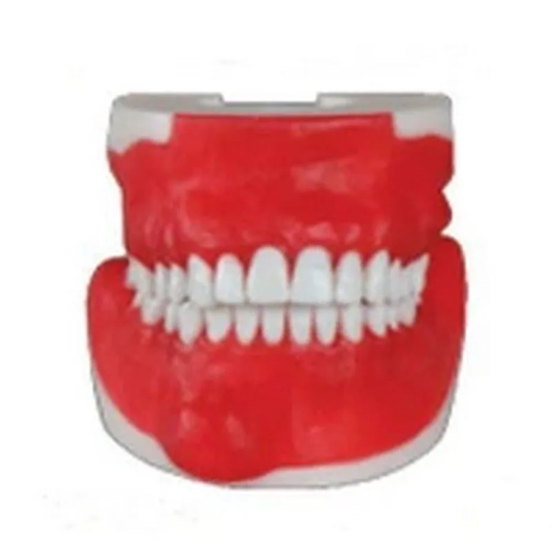 Dental Synthetic Training Model For Oral Surgery Synthesis Training Model