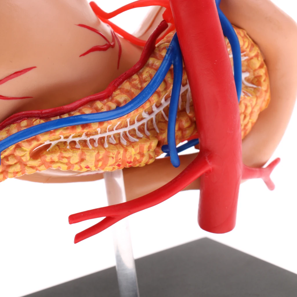 2/3 w skali ludzkiego żołądka i trzustki Model anatomiczny ludzki posąg żołądka zabawka nauka o edukacji ucznia