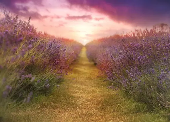 lavender Road sunset photography studio background  High quality Computer print newborn baby photo backdrop