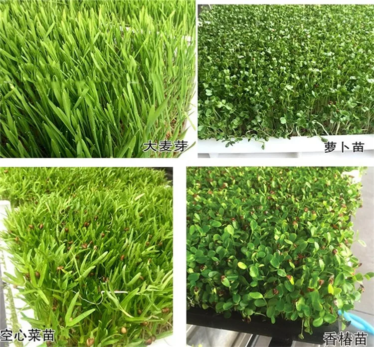 آلة زراعة الشعير, عرض ساخن آلة زراعة براعم