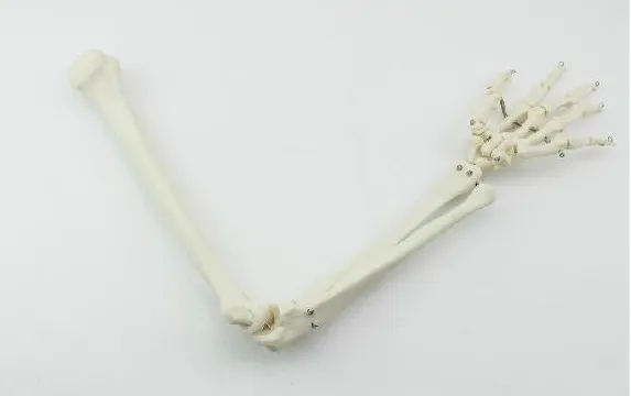 

1:1 суставы руки локтевые кости медицинская модель скелета обучения Бесплатная доставка