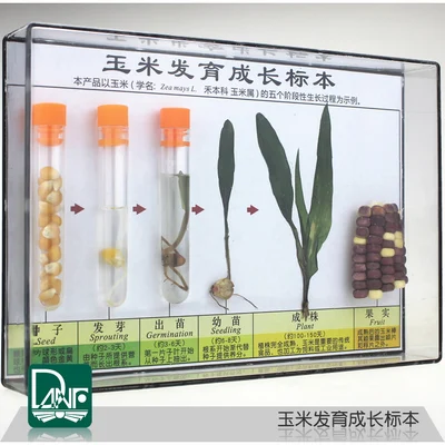 

Growth specimen of maize Maize growth process science teaching instruments Children's gifts