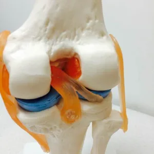 7 en çok satan, diz anatomisi-no. 6