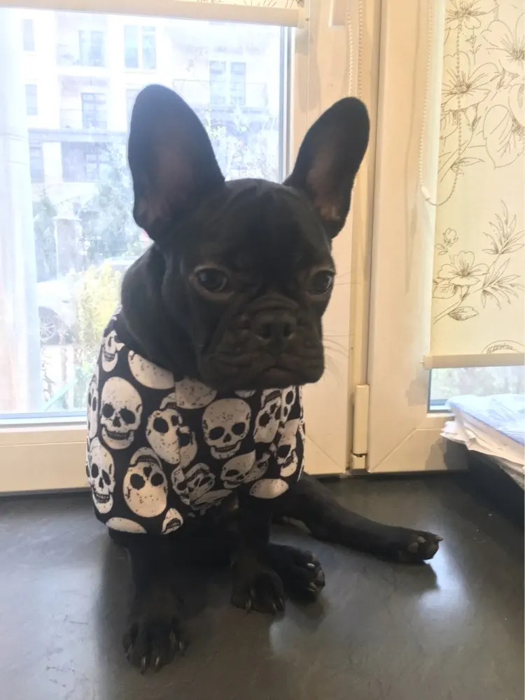 Puppy Dog Skull Pet Dog Hoodie Winter Warm Dog Clothes for Small Dog Comfy Pet Coat Jacket Outfit Yorkies Clothes Puppy Clothing