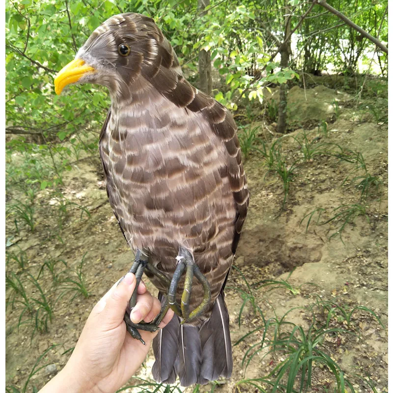 real life Bird feathers eagle large 45cm eagle home garden decoration filming prop toy gift h1497