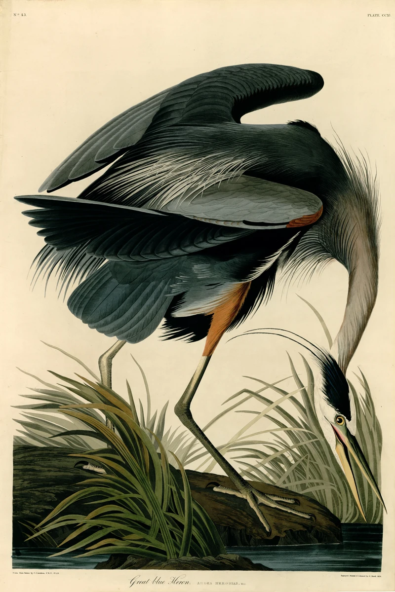 

animal canvas print birds world giant poster canvas painting home decorative art pastoral picture Great blue Heron by Audubon