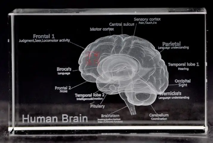 

English version of the 3 d crystal inside carving furnishing articles brain anatomical structure schematic brain model