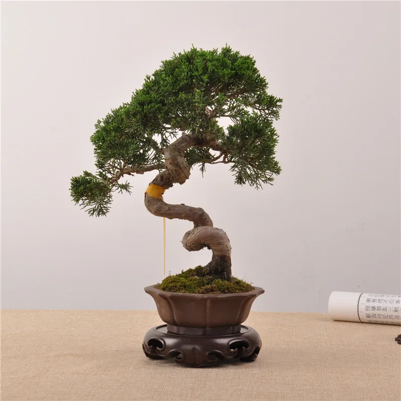 Imagem -05 - Rosewood Ebony Base Circular Madeira Logs Base Pedra Jade Ornamentos Bonsai Bule Base Preto