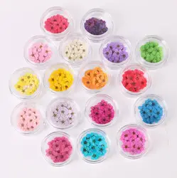 100 Stuks Geperst Gedroogde Narcissus Pruimenbloesem Bloem Met Doos Voor Epoxyhars Sieraden Maken Nail Art Craft Diy Accessoires