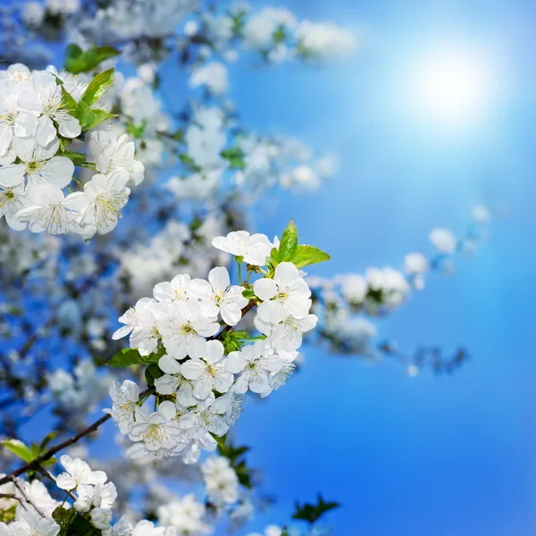 

Beauty Spring Photography backdrop vinyl blue sky white flowers photography background vinyl For lovers Photo Studio props