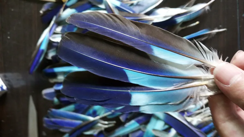 Wholesale 10pcs high quality natural Macaws feathers 3-5inch/8-12cm Decorative diy stage performance Clothing accessories