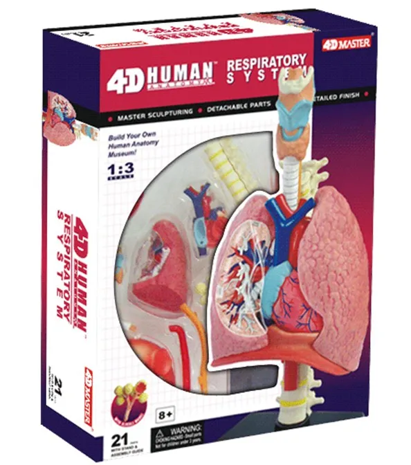 

4D master educational toys assembled model of human lung anatomy medical use free shipping