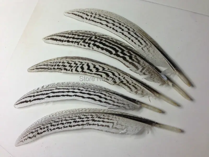 

Wholesale!50Pcs/lot!6-8"15-20cm Silver Pheasant Quill Feathers,Natural Black and White Stripes Silver Pheasant Quills