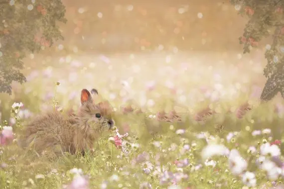 Summer Field Toddler Rabbit Mini Shoot bokeh photography backgrounds   Computer print children kids photo backdrop