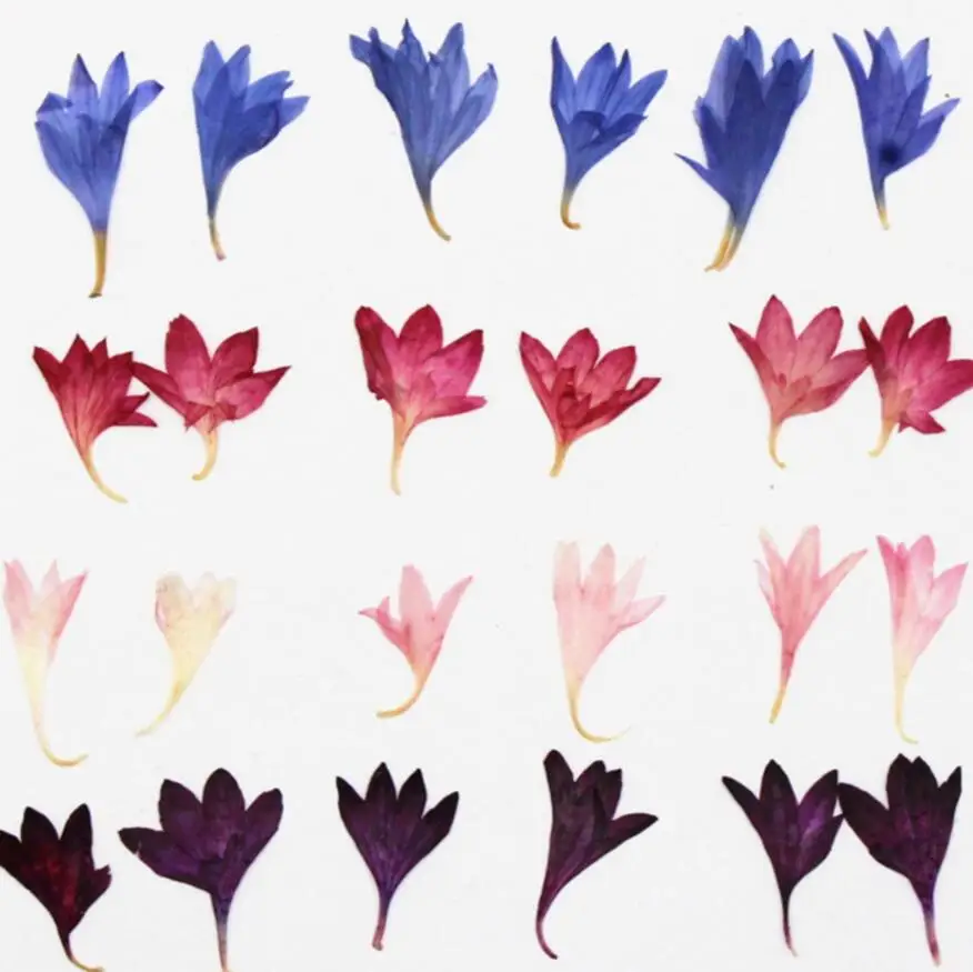 100pcs Centaurea Cornflower Pressed Dried Flower Filler For Epoxy Resin Jewelry Making Postcard Frame Phone Case Craft DIY