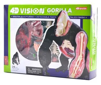 4D Master simulates the assembly model of gorilla anatomy group