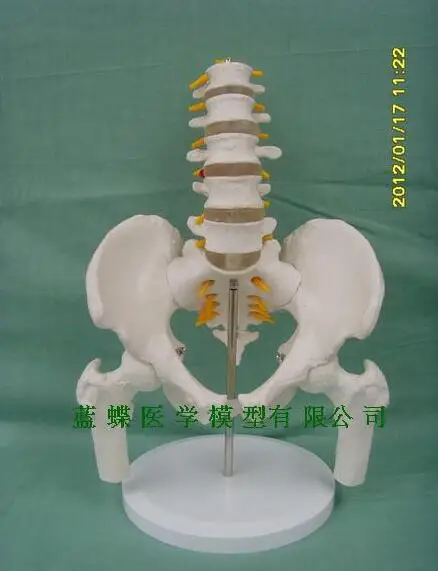 

Medical human male pelvis model with five lumbar hip bone and sacrum coccygeal bone model
