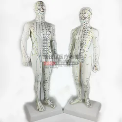 Acupuncture points human body model 50cm male or female models clear meridians human acupuncture model