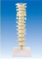 

human Vertebral Spinal nerve model Thoracic vertebrae Skeleton model free shipping