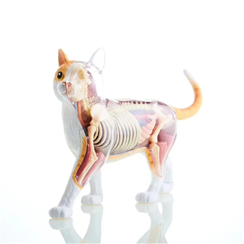 4D Orange Cat  Anatomical Model Simulation Animal Biological Organs Skeleton Anatomy Medical Teaching Tools