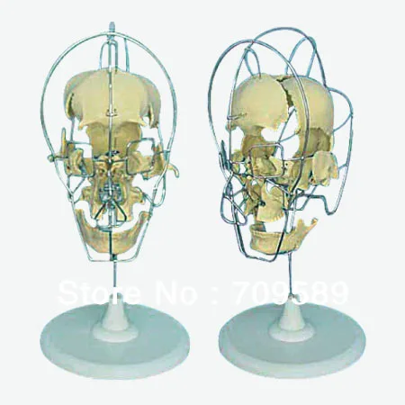 Advanced Dissected Model of Adult Skull Model