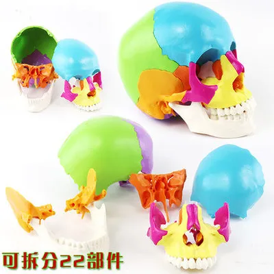 1 ：1 large adult skull model Color skull model detachable 22 part medical skull model