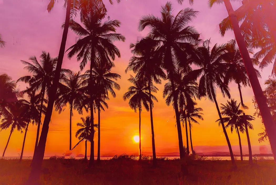 

Silhouette coconut palm trees beach sunset Vintage photo backdrop Vinyl cloth High quality Computer print wall background