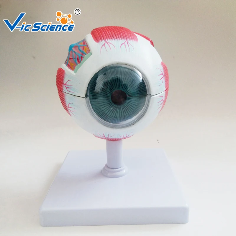 

Medical Education Advance Full Enlarge Eye Model Anatomy Model