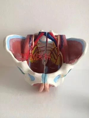 Female pelvic attachment genital and vascular nerve model Pelvic model free  shopping