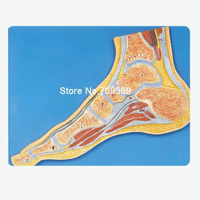 

Foot Section Model, Anatomical Foot Model