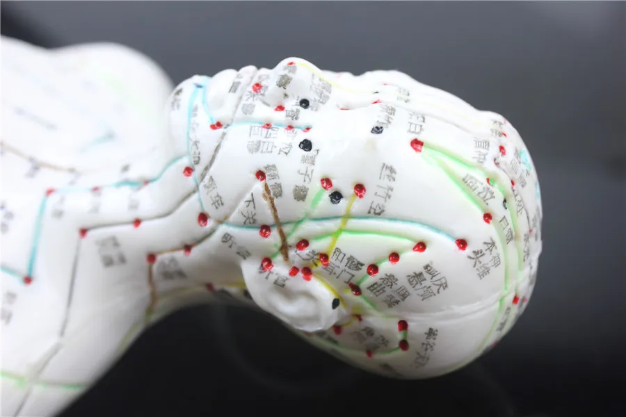 

HD Soft silicagel Acupuncture Model 50cm male with Base Human acupuncture meridians model Acupoint Model Acupuncture massage