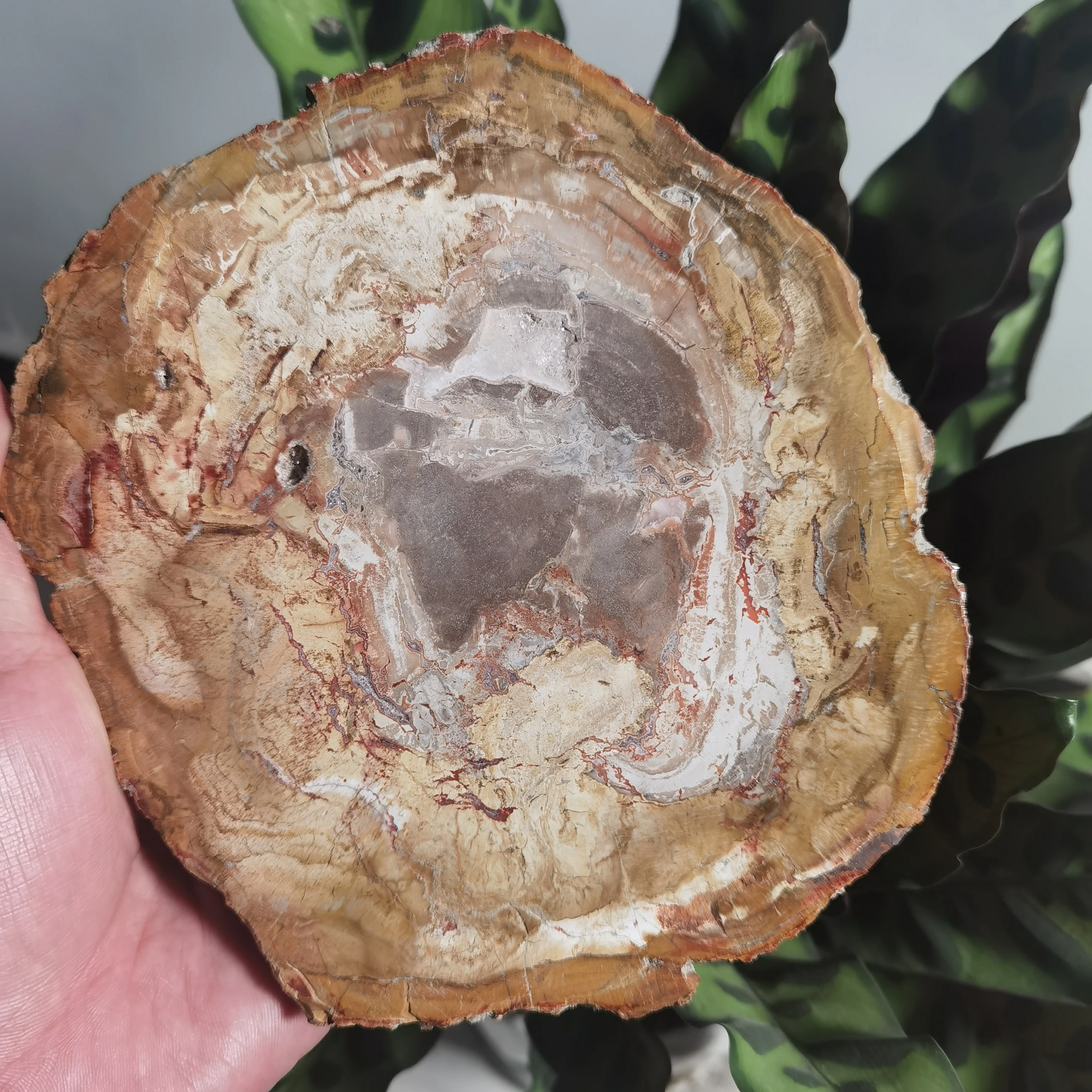 NATURAL PETRIFIED WOODEN COASTER CRYSTAL POWER STONE GIFT