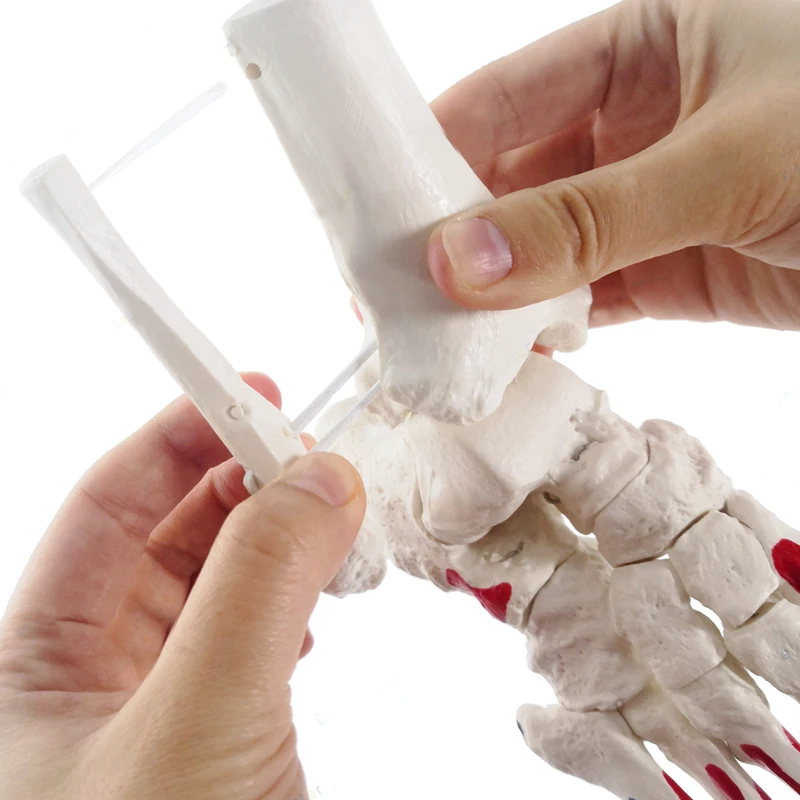 1:1 Human Foot Joint Skeleton Anatomy Model Medical Science Teaching Resources Dropshipping