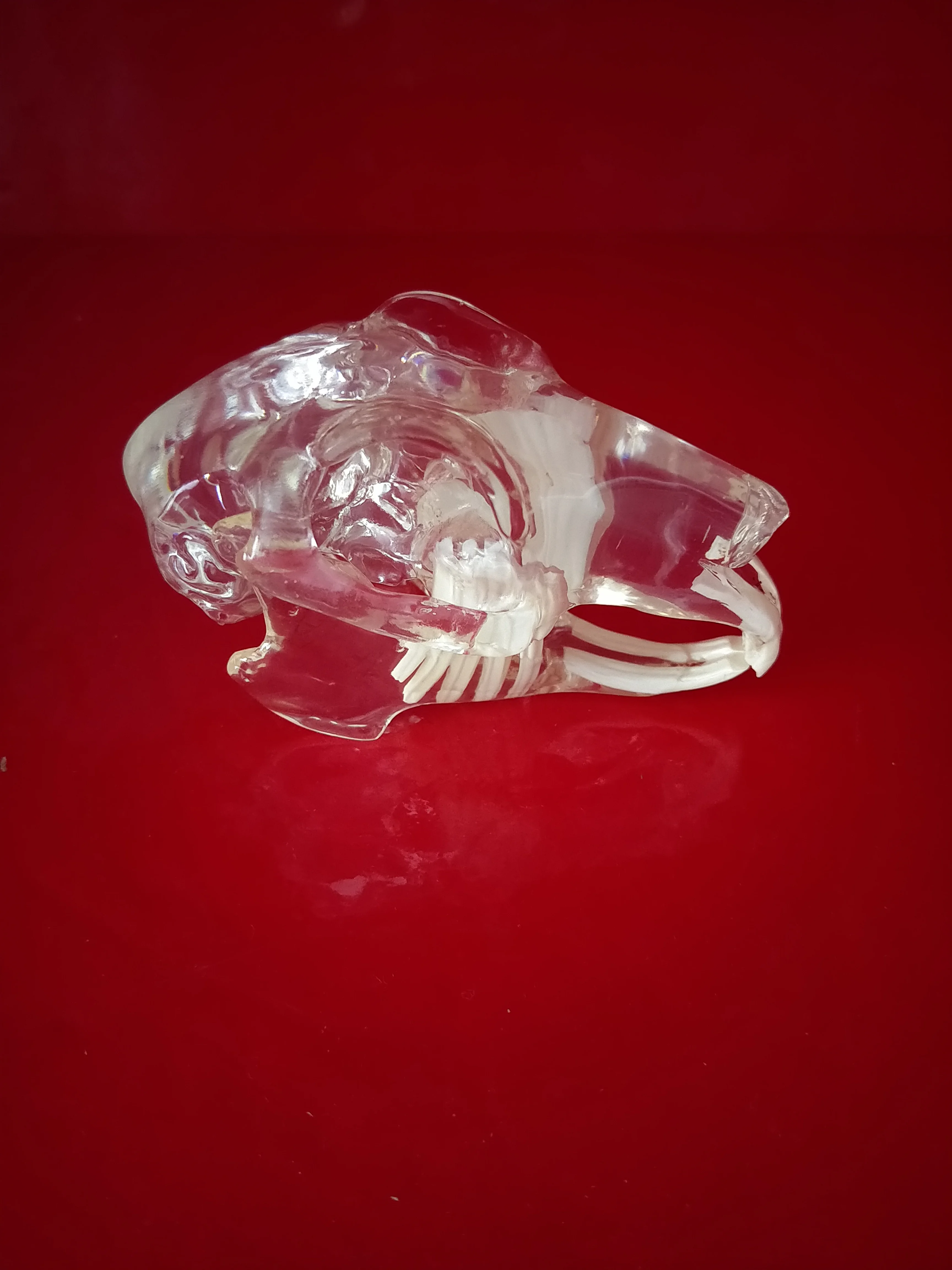 

Transparent Resin rabbit Teeth Veterinary teaching section Model Specimen