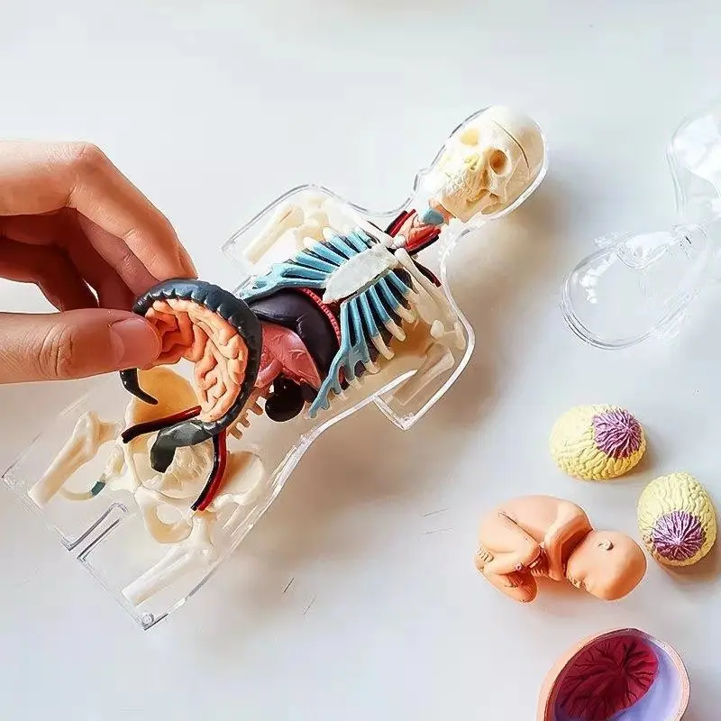 Assembled Transparent Human Torso Human Anatomy Model 4D Bust Male Body Head Musculoskeletal Anatomy Science Model